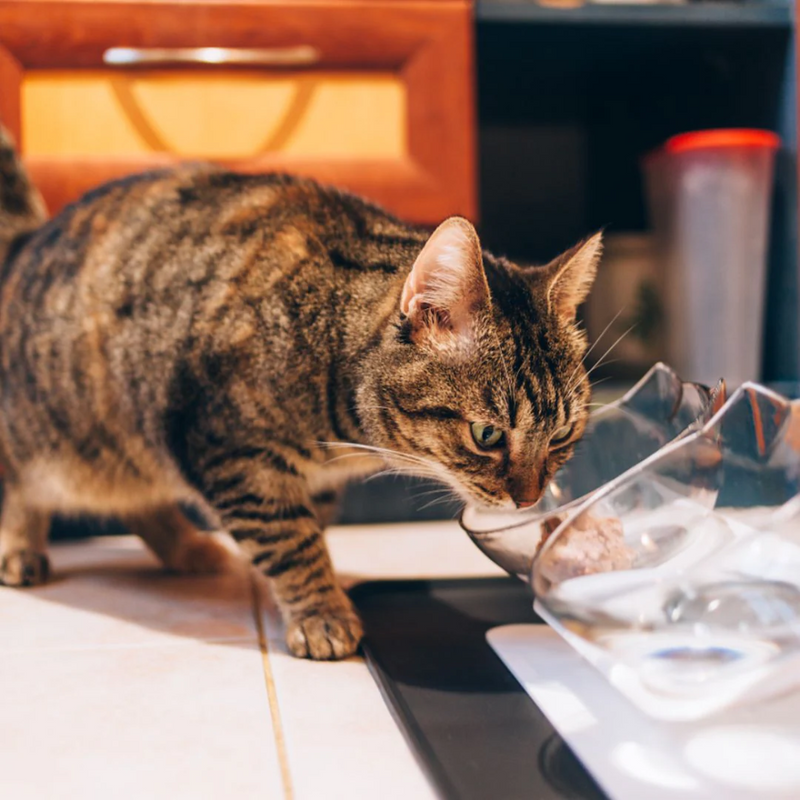 Orthopaedic & Anti-Vomiting Cat Bowl